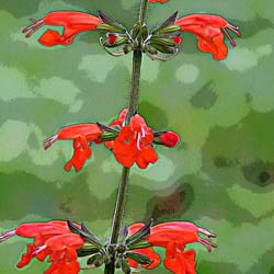 Sacred Sage: Salvia coccinea -- An American Subtropical Treasure