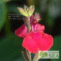 Salvia microphylla 'Heatwave Blaze'