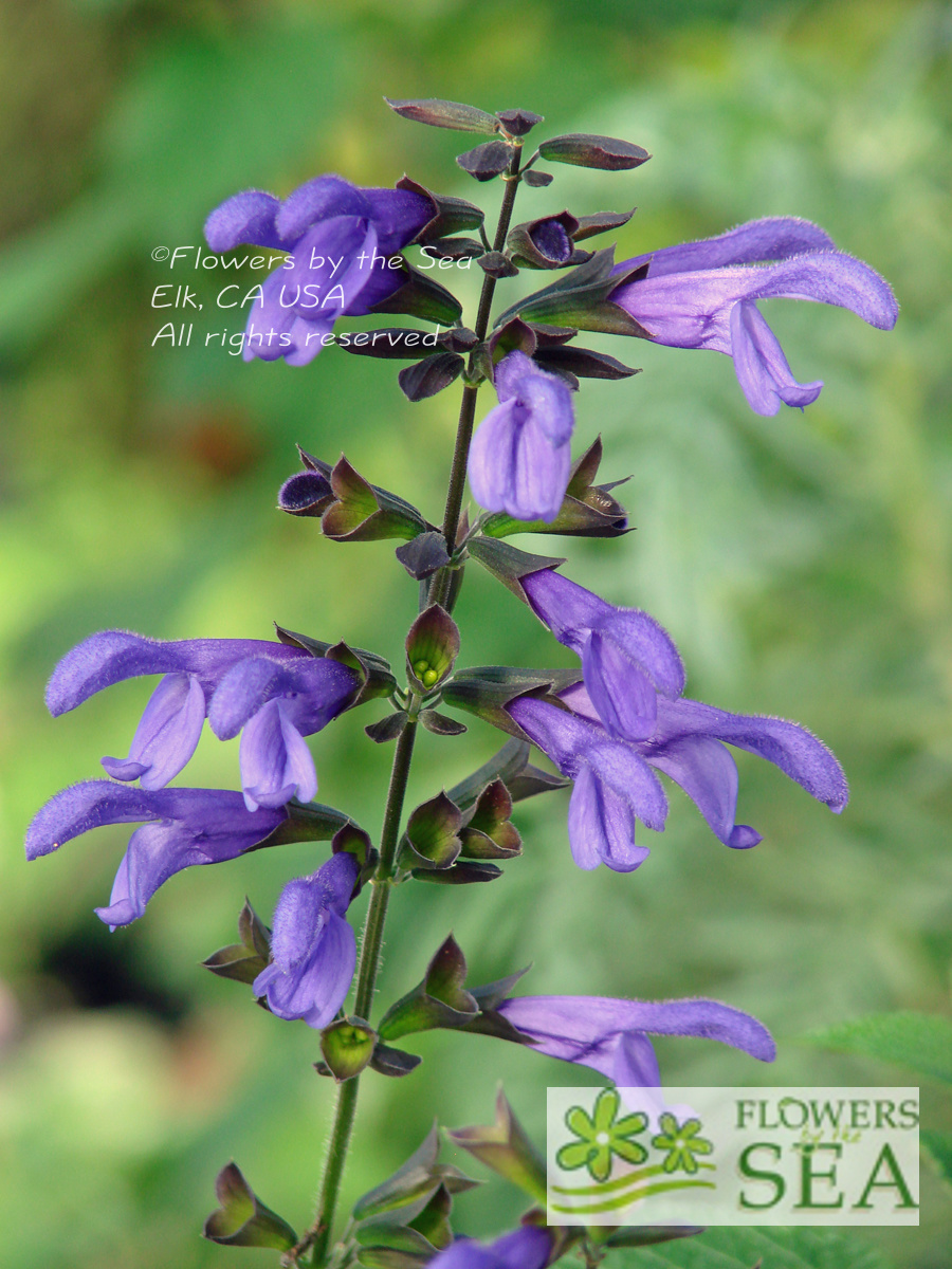 Salvia guaranitica \'Purple Haze