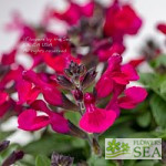 Salvia nemorosa 'Royal Crimson Distinction'
