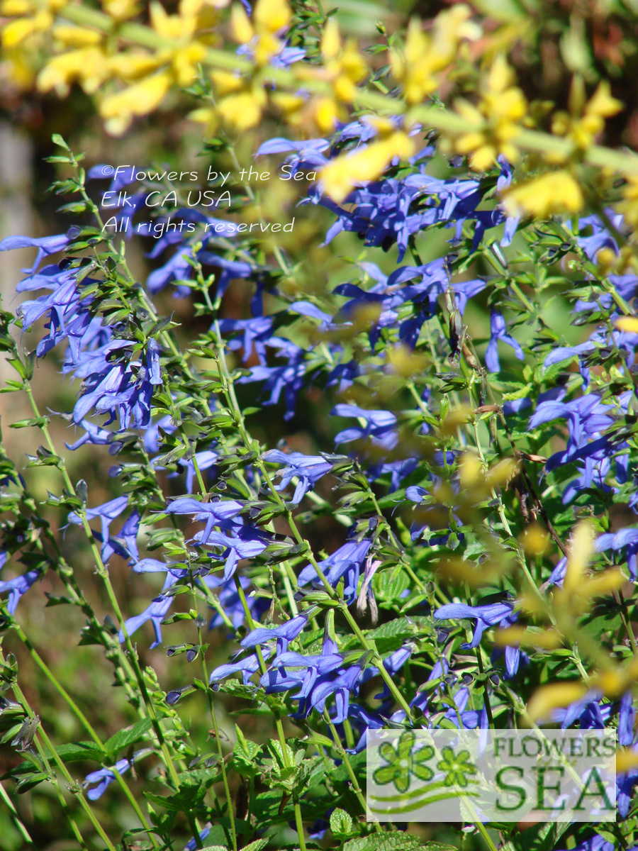 Salvia guaranitica 'Blue Ensign' - Anise Leaf Sage