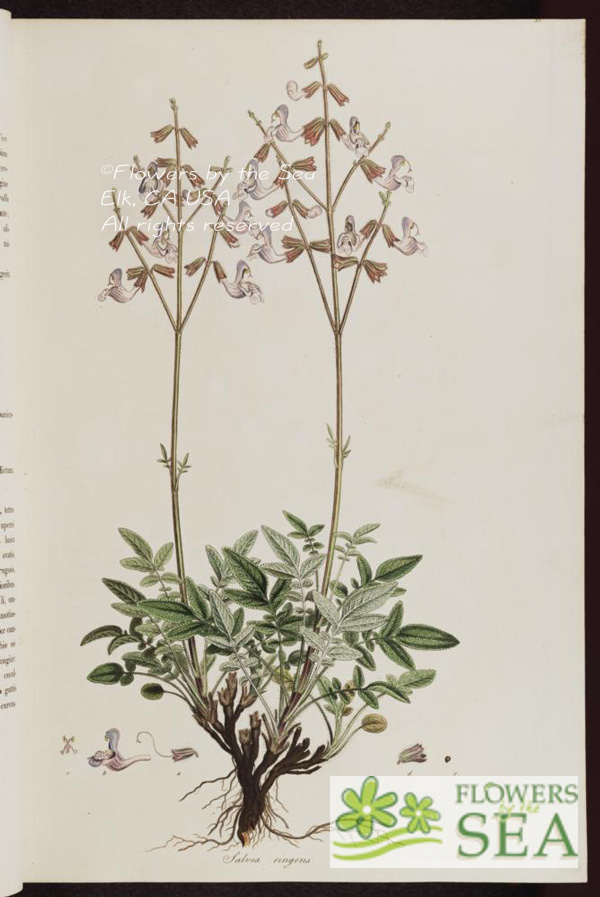 Salvia ringens - Mount Olympus Sage for sale at FBTS