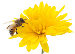 A honeybee at work